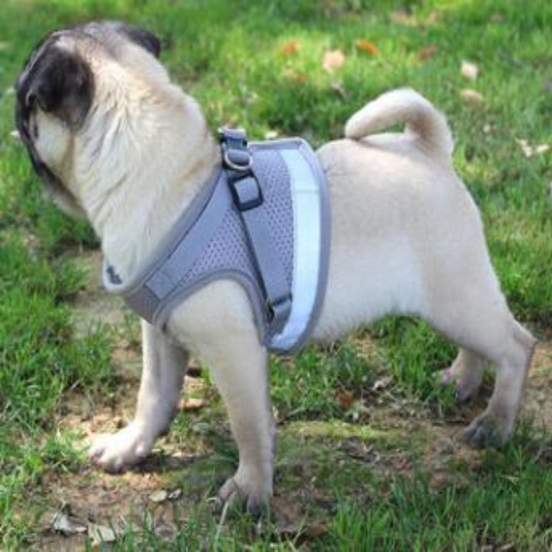 Dog Harness And Leash Set - Pet Park