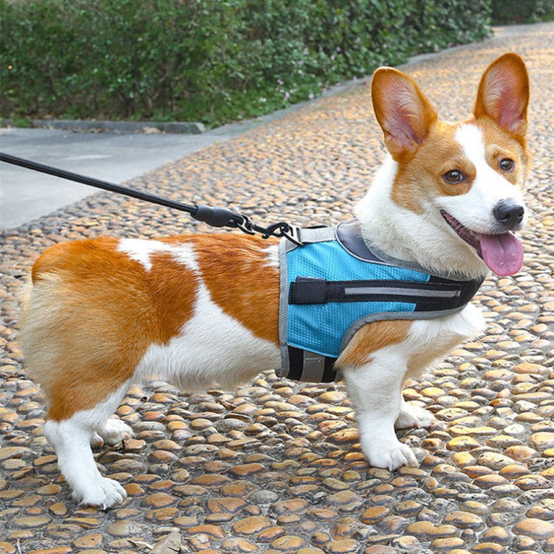 Pet Dog Leash - Pet Park