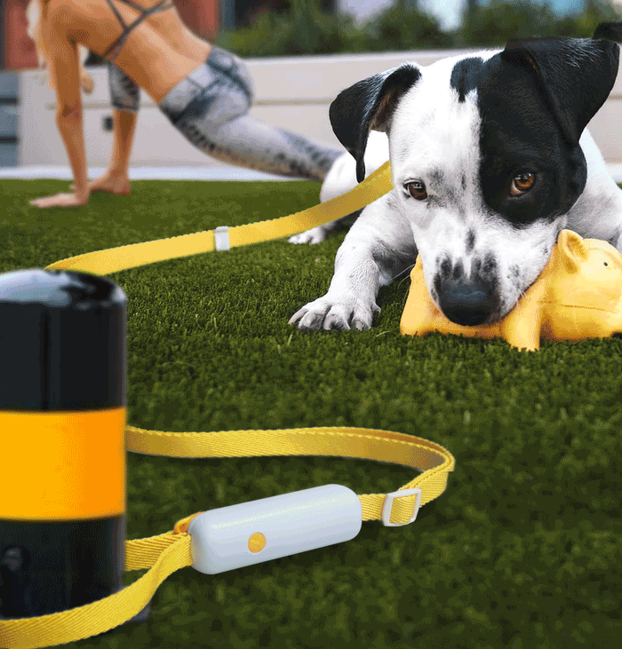 Pet Retractable Adjustable Leash - Pet Park